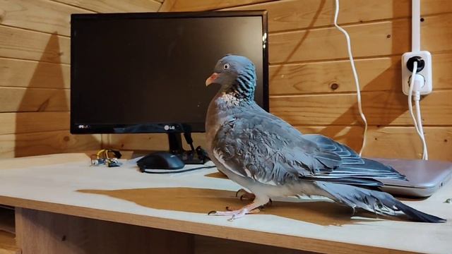 АНАСТАСИЯ. Снегирь и не только смотреть онлайн