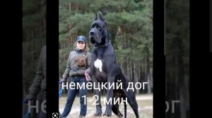 собаки которые вас легко убьют ☠️☠️☠️#shorts#