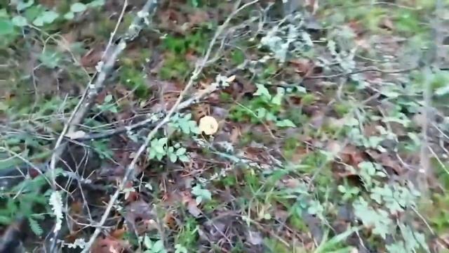 поездка в лес за грибами. смотреть онлайн