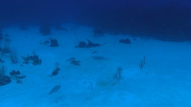 Spotted Eagleray Feeding and Flying in the Cayman Islands