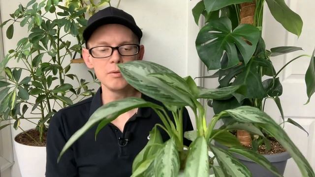 Potting Soil Mix for Indoor Plants  Do a Repot with Me  Houseplant Essentials