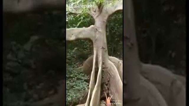 Природа необычные деревья красота как хочется жить смотреть онлайн