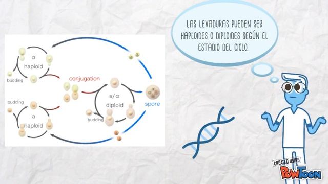 Saccharomyces cerevisiae смотреть онлайн