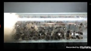 реакция на Муравьи ярославль обзор муравьёв Meranoplus bicolor