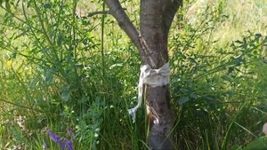 пробуем действие нашатырно-анисовых капель на муравьев
