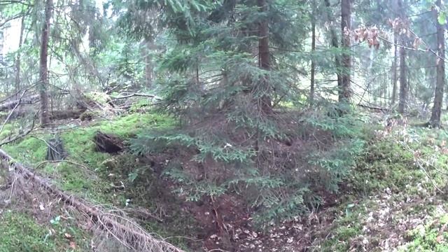 Землянка в лесу. Разведка. Грибы. смотреть онлайн