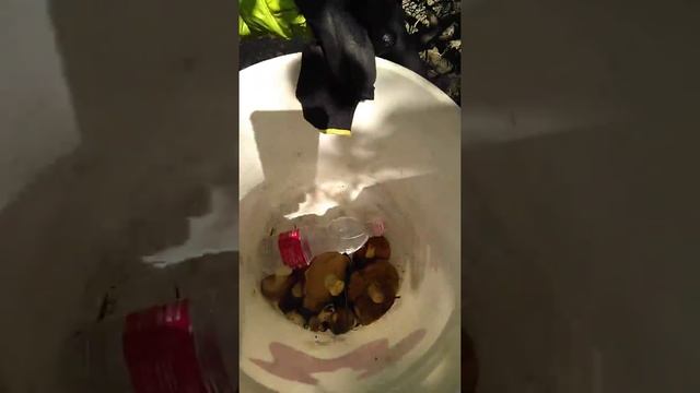 Грибы сезона 2019-2020. 11января 2020г смотреть онлайн