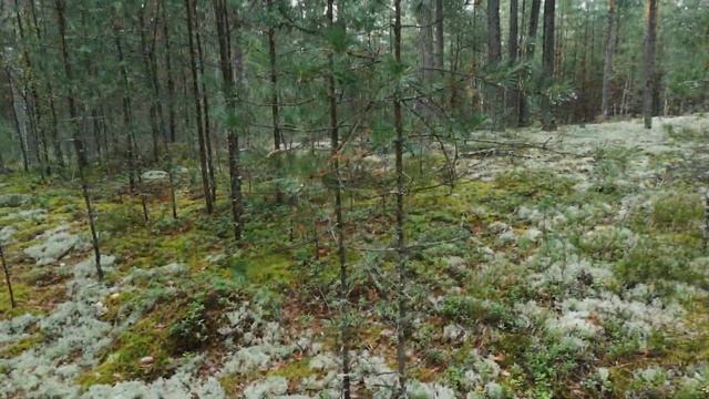 Лесная прогулка.Forest walk.