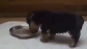 Как пукают животные  //  Умираю со смеху // 2 часть