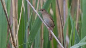 Песня соловьиного сверчка (Locustella luscinioides)