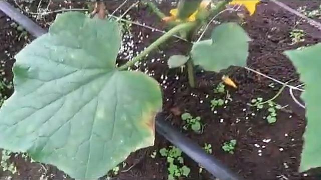 mildiu en "pepino " смотреть онлайн