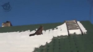 Коты в снегу / Cats in snow