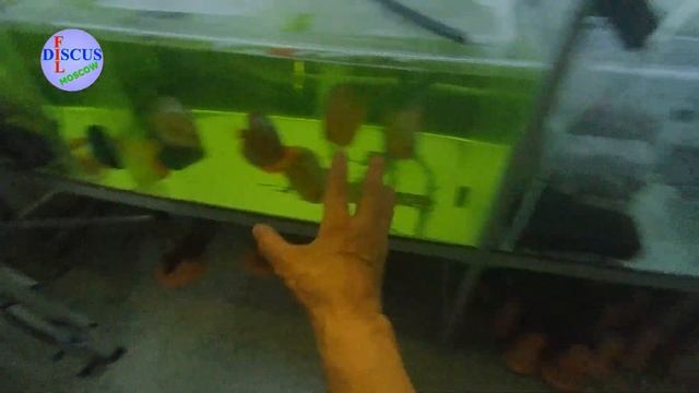 ОБНОВЛЁННАЯ , Kristall-Discus 2021 год смотреть онлайн