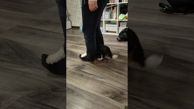 бивер йорк Рокки ❤️ тренировка смотреть онлайн