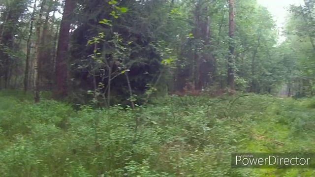 Na grzyby, borowikowo смотреть онлайн