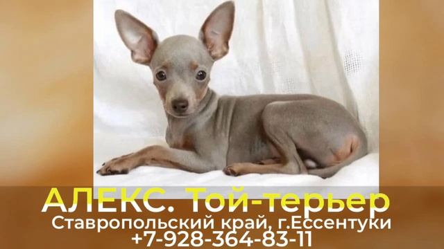 Пропала собака! АЛЕКС. Той-терьер. Ставропольский край, г. Ессентуки