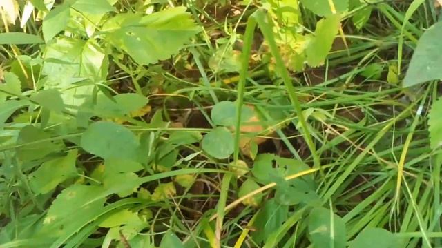 Белые грибы. Продолжаем сбор. смотреть онлайн