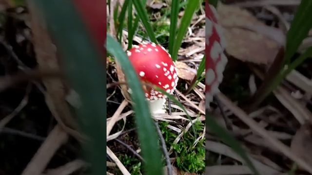 Поход за опятами смотреть онлайн