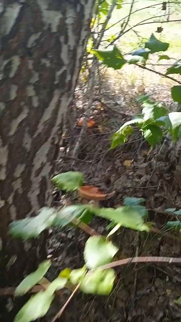 МУХОМОР АЛТАЙ Сбор 2022 2 смотреть онлайн