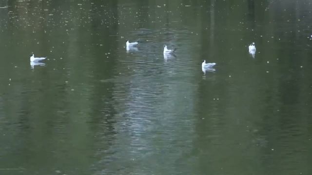 21.03.19 Поэзия күнэ смотреть онлайн