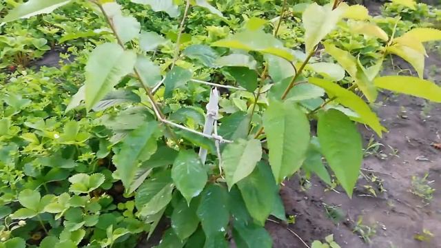 ФОРМИРОВКА KGB/ЧЕРЕШНЯ ИПУТЬ смотреть онлайн