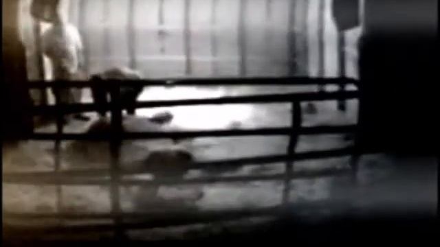 Gypsy Lane - Truffle - Foaling - 5/30/14 смотреть онлайн