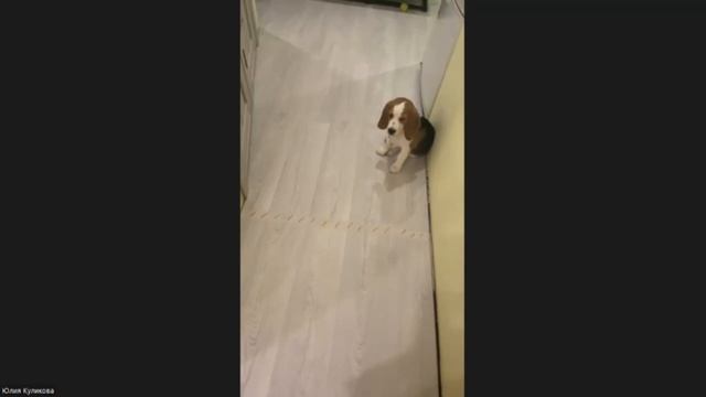 Как проходит обучение на курсе "Искусство воспитания щенка"
