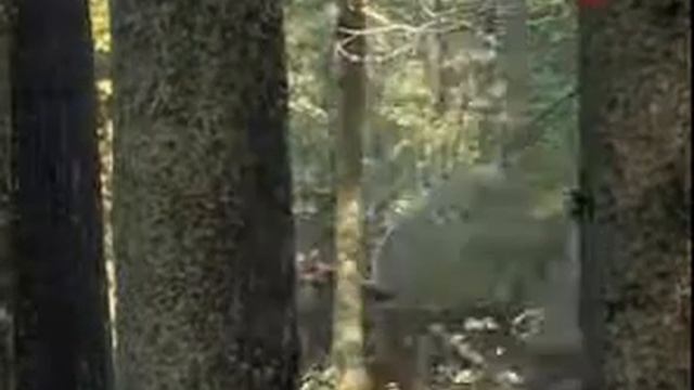 Ориентирование в лесу смотреть онлайн