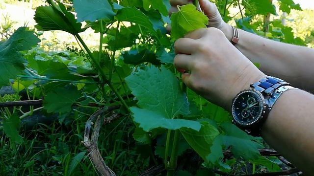 ЛЕТНЯЯ ПРИВИВКА ВИНОГРАДА/ЗЕЛЕНОЕ В ЗЕЛЕНОЕ смотреть онлайн