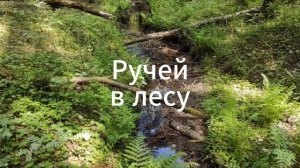 БЕДНЫЙ РУЧЕЁК в лесу. Стихи детям.