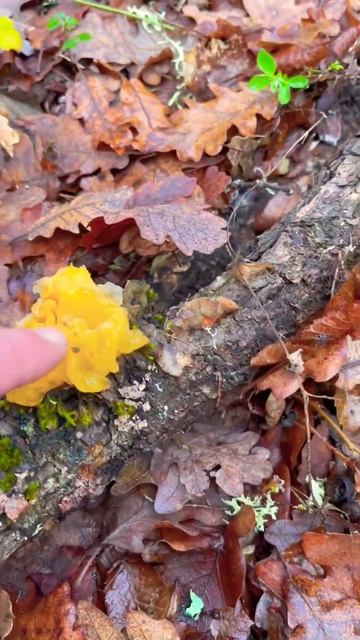 Гриб - желе🖖Дрожалка оранжевая🫠 Tremella mesenterica. Helvella.Тремелла пленчатая. Драгля.