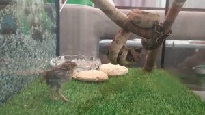 змея охотится на цыплёнка