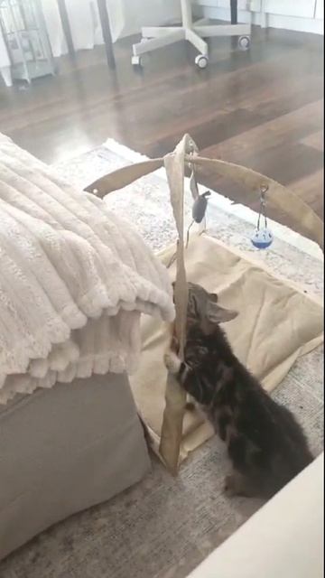 ЗверьЁмоё- кошачьи игры #catsofyoutube #funnycats #kitten