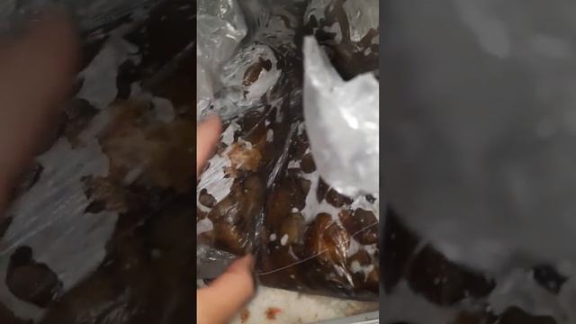 Заготовки на зиму /опята #влог #еда #домашняякухня #готовимвкусно #заготовкиназиму #опята #едимдома