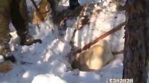 Охота на медведя Якутия Hunter bear