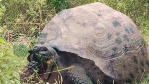 САМЫЕ АНОМАЛЬНЫЕ ЖИВОТНЫЕ !!!!!