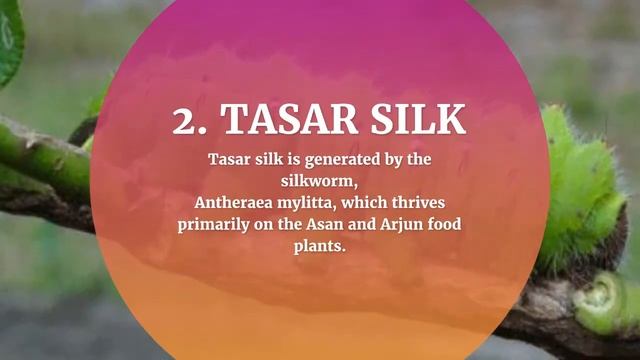5 MAJOR SILK TYPES FOUND IN INDIA | SERICULTURE | SILKWORMS | MULBERRY | TASAR | ERI | MUGA SILK