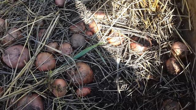 Картофель под соломой 2 смотреть онлайн