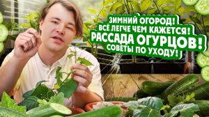 Зимний огород! Всё легче чем кажется! РАССАДА ОГУРЦОВ! Советы по уходу!