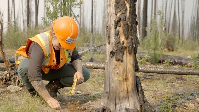 watching lichen grow...scientifically смотреть онлайн
