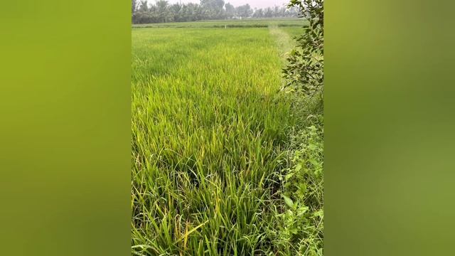 வேர் அழுகல் பிரச்சனை வராமல் தடுக்க என்ன செய்யலாம்?#agriculture #Biofungicide #Manidharma #chennai смотреть онлайн