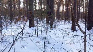 Ориентирование по природным признакам. Что не так?