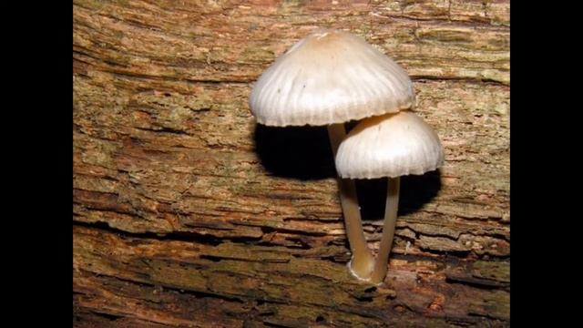 Paddenstoelen! смотреть онлайн