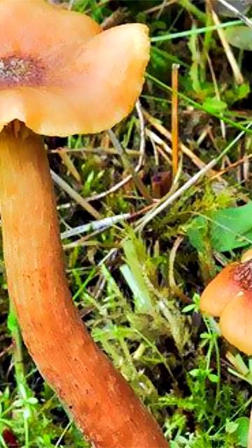 Опёнок чеканный (Desarmillaria ectypa) short #shorts