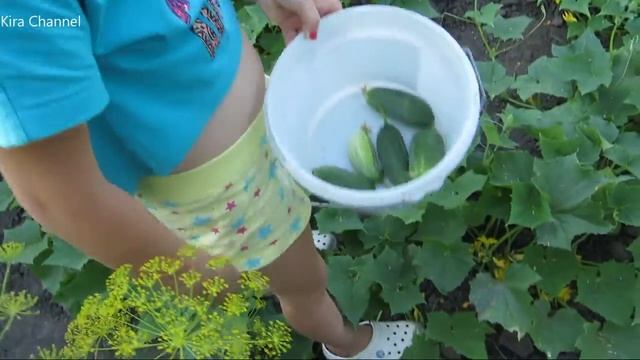 Челлендж найти все огурцыChallenge find all the cucumbers