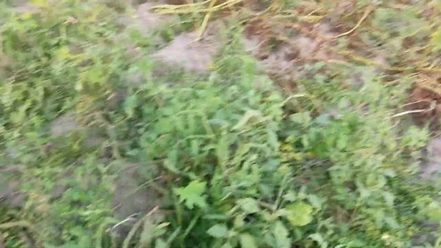 Август 2023. Умри, но не сейчас. Прикладываю припарки в виде биопрепаратов больному картофелю. смотреть онлайн