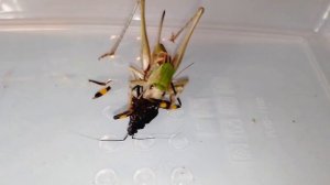 Кузнечики vs Клоп хищнец, Кто победит? (Katydids vs Assassin bug, 螽斯 vs 刺客蟲).