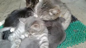Кошка с котятами Мама тепло забота и ласка #кошки #котики #котята #cat #kitten #мойпитомец  #mypet