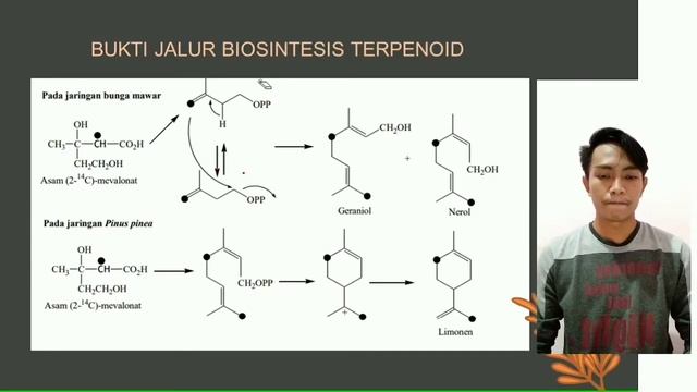 KIMIA ORGANIK BAHAN ALAM (Bukti Jalur Biosintesis Terpenoid)
