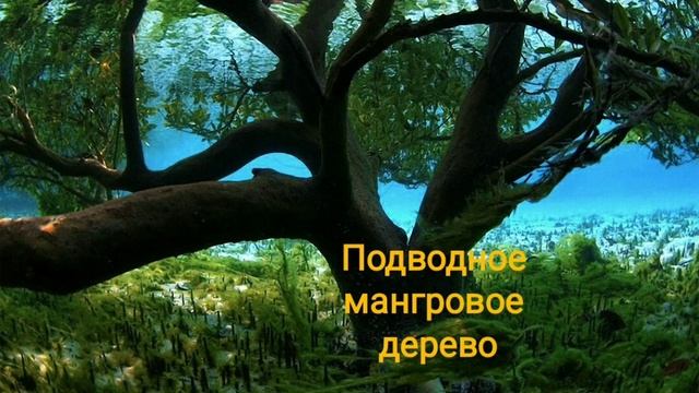 Топ 10 самых красивых деревьев мира     #растения #деревья #природа #красота #мир